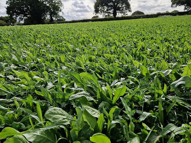 SFI Herbal Legume Overseeding Mixture